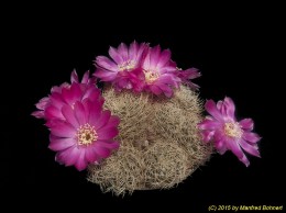 Sulcorebutia vasqueziana ssp. vasqueziana 1902